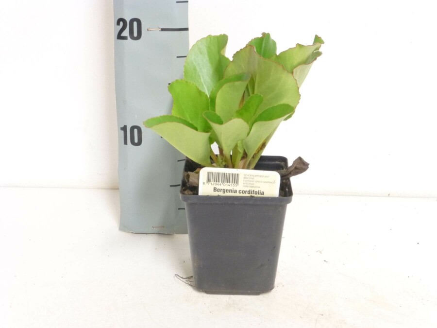 Herzblättrige Bergenie Bergenia cordifolia 5-10 Topf 9x9 cm (P9) Bergenia cordifolia