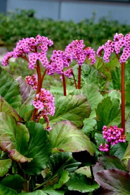 Garten-Bergenie Bergenia cordifolia 'Rotblum' 5-10 Topf 9x9 cm (P9)