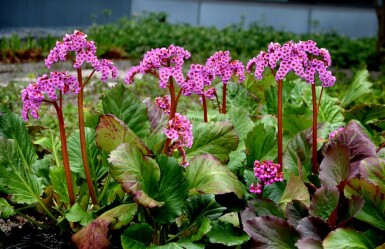 Garten-Bergenie Bergenia cordifolia 'Rotblum' 5-10 Topf 9x9 cm (P9) Bergenia cordifolia 'Rotblum'