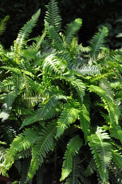 Rippenfarn Blechnum spicant 5-10 Topf 9x9 cm (P9) Blechnum spicant