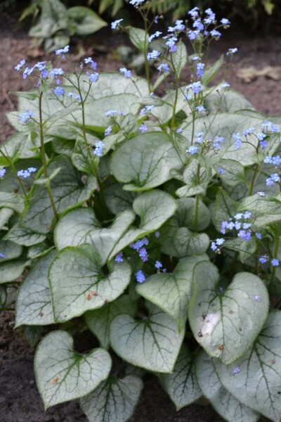 Silberiges Garten-Vergissmeinnicht Brunnera macrophylla 'Jack Frost' 20-30 Topf 5 ltr. (C5) Brunnera macrophylla 'Jack Frost'