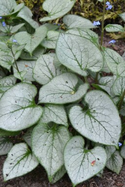 Silberiges Garten-Vergissmeinnicht Brunnera macrophylla 'Jack Frost' 5-10 Topf 9x9 cm (P9) Brunnera macrophylla 'Jack Frost'