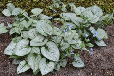 Silberiges Garten-Vergissmeinnicht Brunnera macrophylla 'Jack Frost' 5-10 Topf 9x9 cm (P9)