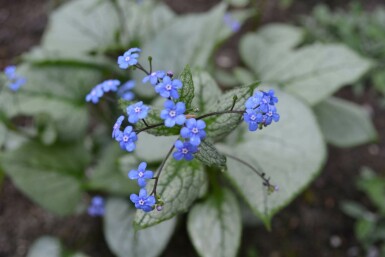 Silberiges Garten-Vergissmeinnicht Brunnera macrophylla 'Jack Frost' 5-10 Topf 9x9 cm (P9) Brunnera macrophylla 'Jack Frost'