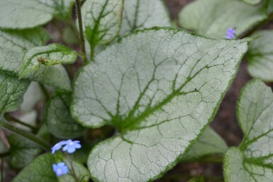 Silberiges Garten-Vergissmeinnicht Brunnera macrophylla 'Jack Frost' 5-10 Topf 9x9 cm (P9) Brunnera macrophylla 'Jack Frost'