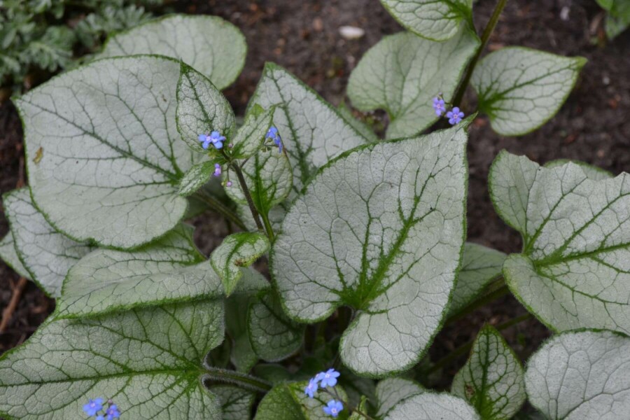 Silberiges Garten-Vergissmeinnicht Brunnera macrophylla 'Jack Frost' 5-10 Topf 9x9 cm (P9) Brunnera macrophylla 'Jack Frost'