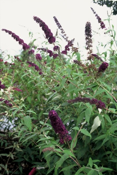 Schmetterlingsstrauch BuddleJa davidii 'Black Knight' Strauch 30-40 Topf 3 ltr. (C3) Buddleja davidii 'Black Knight' Strauch 30-40 cm
