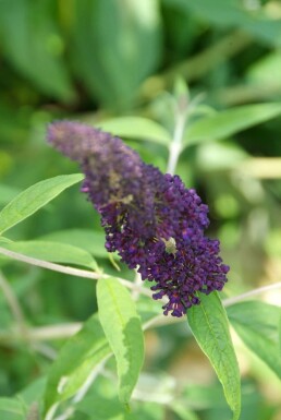 Schmetterlingsstrauch BuddleJa davidii 'Black Knight' Strauch 30-40 Topf 3 ltr. (C3) Buddleja davidii 'Black Knight' Strauch 30-40 cm