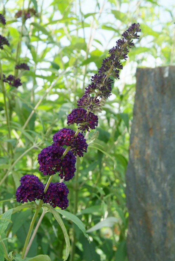 Schmetterlingsstrauch BuddleJa davidii 'Black Knight' Strauch 20-30 Topf 2 ltr. (C2) Buddleja davidii 'Black Knight' Strauch 20-30 cm