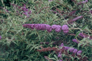 Schmetterlingsstrauch BuddleJa davidii 'Nanho Blue' Strauch 80-100 Topf 12 ltr. (C12) Buddleja davidii 'Nanho Blue' Strauch 80-100 cm