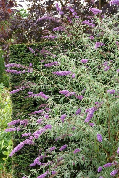 Schmetterlingsstrauch BuddleJa davidii 'Nanho Blue' Strauch 20-30 Topf 3 ltr. (C3) Buddleja davidii 'Nanho Blue' Strauch 20-30 cm