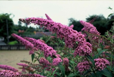 Schmetterlingsflieder BuddleJa davidii 'Pink Delight' Strauch 30-40 Topf 3 ltr. (C3) Buddleja davidii 'Pink Delight' Strauch 30-40 cm