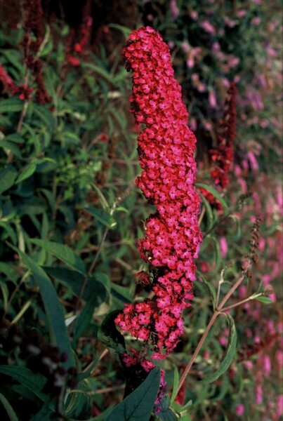 Schmetterlingsstrauch BuddleJa davidii 'Royal Red' Strauch 30-40 Topf 10 ltr. (C10) Buddleja davidii 'Royal Red' Strauch 30-40 cm