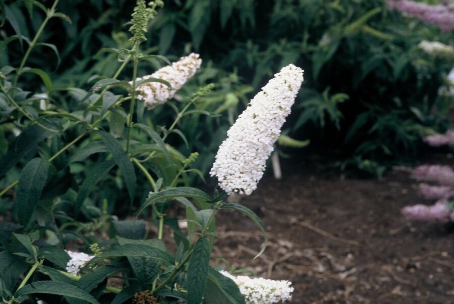 Schmetterlingsflieder BuddleJa davidii 'White Profusion' Strauch 60-80 Topf 10 ltr. (C10) Buddleja davidii 'White Profusion' Strauch 60-80 cm