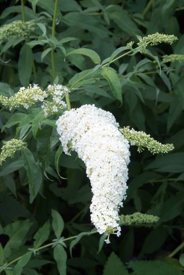 Schmetterlingsflieder BuddleJa davidii 'White Profusion' Strauch 80-100 Topf 12 ltr. (C12) Buddleja davidii 'White Profusion' Strauch 80-100 cm