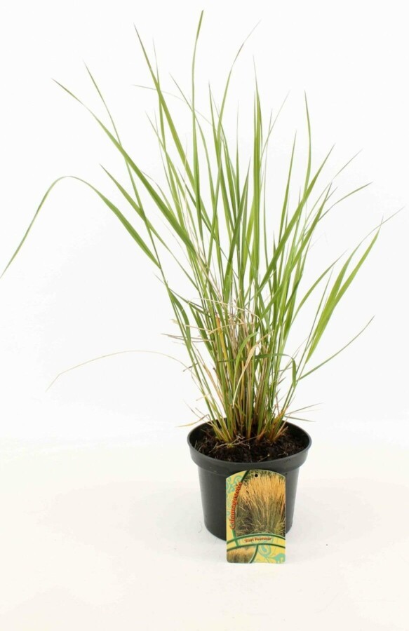 Försters Garten-Reitgras Calamagrostis acutiflora 'Karl Foerster' 10-15 Topf 2 ltr. (C2) Calamagrostis acutiflora 'Karl Foerster'