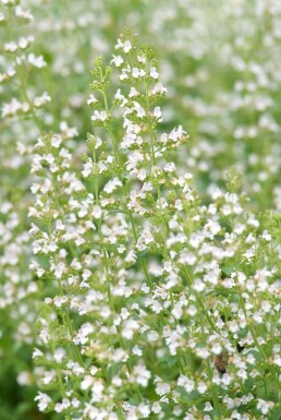 Garten-Steinquendel Calamintha nepeta ssp nepeta 5-10 Topf 9x9 cm (P9) Calamintha nepeta ssp nepeta