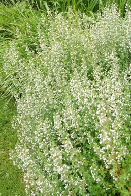 Garten-Steinquendel Calamintha nepeta ssp nepeta 5-10 Topf 9x9 cm (P9) Calamintha nepeta ssp nepeta