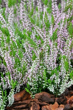 Calluna vulgaris Gardengirls 'Pink Angie'