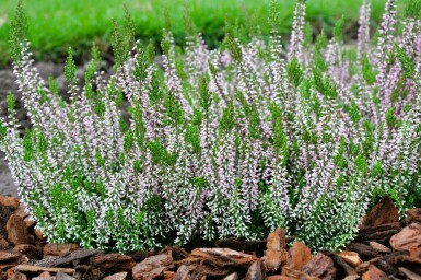 Sommerheide Calluna vulgaris Gardengirls 'Pink Angie' 5-10 Topf â
 9,5cm (P9,5) Calluna vulgaris Gardengirls 'Pink Angie'