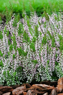 Sommerheide Calluna vulgaris Gardengirls 'Pink Angie' 5-10 Topf â
 9,5cm (P9,5) Calluna vulgaris Gardengirls 'Pink Angie'
