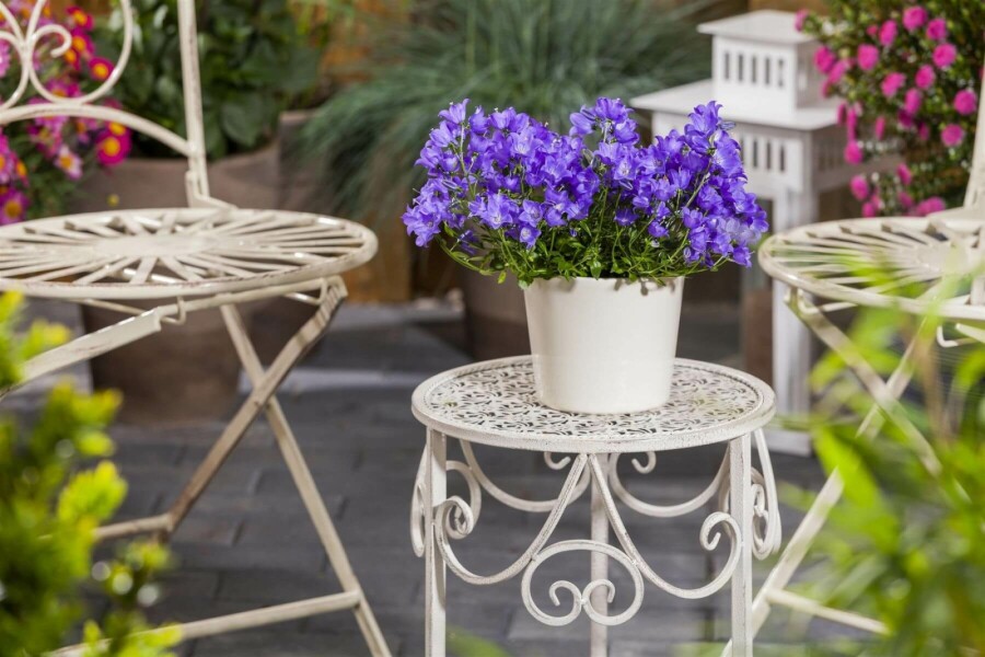 Karpaten-Glockenblume Campanula carpatica 5-10 Topf 9x9 cm (P9) Campanula carpatica