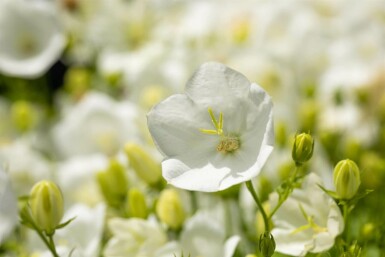 Weiße Karpaten-Glockenblume Campanula carpatica 'Alba' 5-10 Topf 9x9 cm (P9)