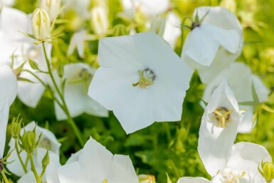 Weiße Karpaten-Glockenblume Campanula carpatica 'Alba' 5-10 Topf 9x9 cm (P9)