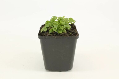 Karpaten-Glockenblume Campanula carpatica 'Weisse Clips' 5-10 Topf 9x9 cm (P9) Campanula carpatica 'Weisse Clips'