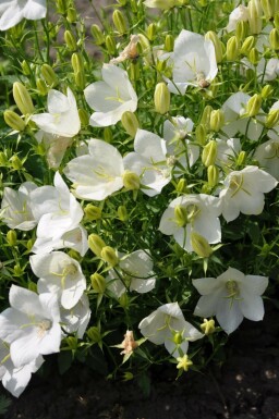 Karpaten-Glockenblume Campanula carpatica 'Weisse Clips' 5-10 Topf 9x9 cm (P9)