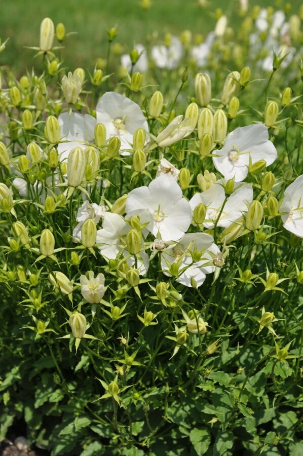 Karpaten-Glockenblume Campanula carpatica 'Weisse Clips' 5-10 Topf 9x9 cm (P9) Campanula carpatica 'Weisse Clips'