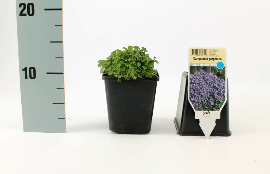 Stern-Polster-Glockenblume Campanula garganica 'Major' 5-10 Topf 9x9 cm (P9) Campanula garganica 'Major'