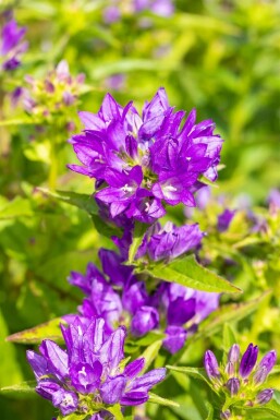 Zwerg-Knäuel-Glockenblume Campanula glomerata 'Acaulis' 5-10 Topf 9x9 cm (P9)