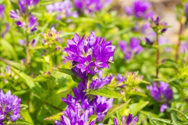 Zwerg-Knäuel-Glockenblume Campanula glomerata 'Acaulis' 5-10 Topf 9x9 cm (P9)