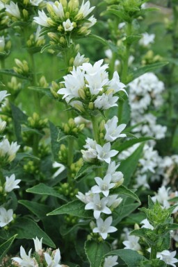 KnÀuel-Glockenblume Campanula glomerata 'Alba' 5-10 Topf 9x9 cm (P9) Campanula glomerata 'Alba'