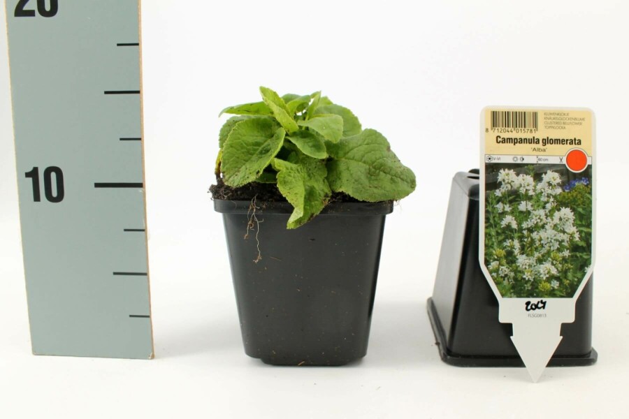 Knäuel-Glockenblume Campanula glomerata 'Alba' 5-10 Topf 9x9 cm (P9) Campanula glomerata 'Alba'