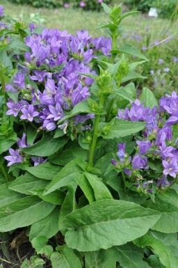 KnÀuel-Glockenblume Campanula glomerata 'Superba' 5-10 Topf 9x9 cm (P9) Campanula glomerata 'Superba'