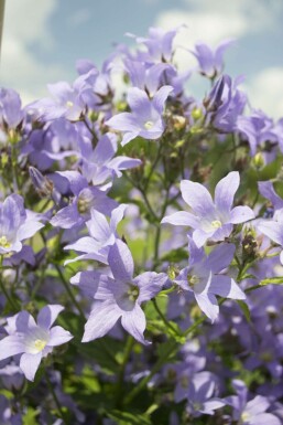 Dolden-Glockenblume Campanula lactiflora 'Prichard's Variety' 5-10 Topf 9x9 cm (P9)