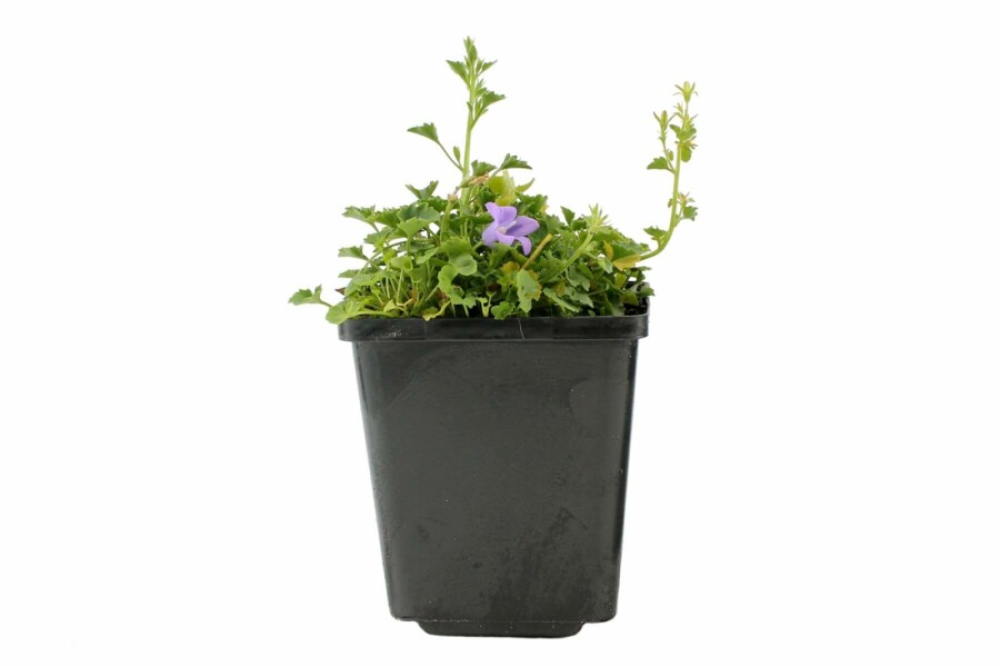 Dalmatiner-Polster-Glockenblume Campanula portenschlagiana 5-10 Topf 9x9 cm (P9) Campanula portenschlagiana