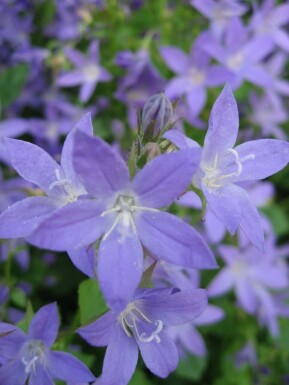 Dalmatiner-Polster-Glockenblume Campanula portenschlagiana 5-10 Topf 9x9 cm (P9)