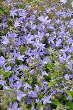 Hängepolster-Glockenblume Campanula poscharskyana 5-10 Topf 9x9 cm (P9)