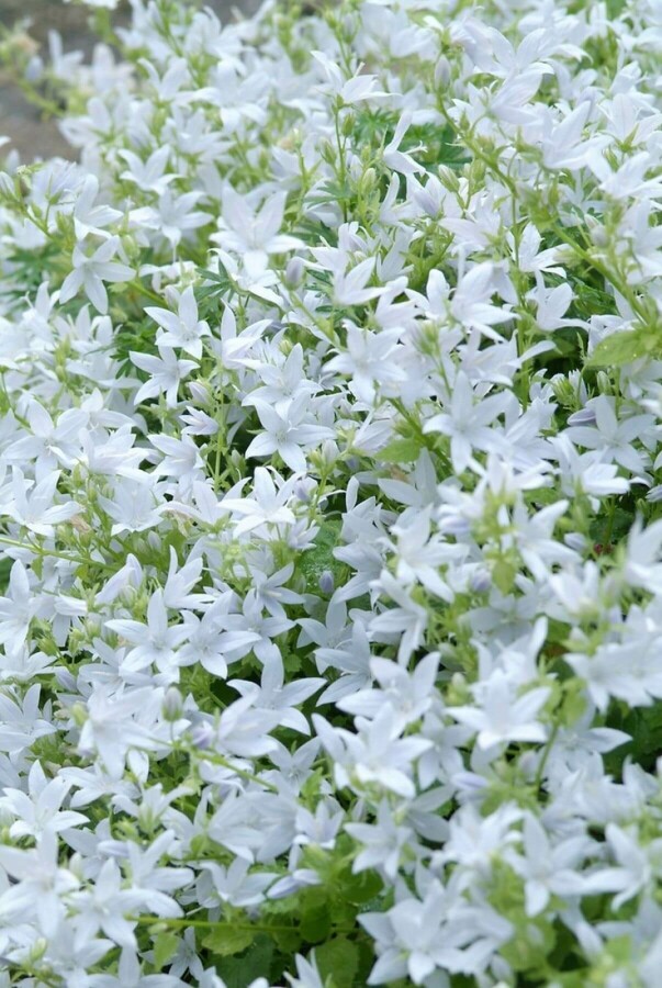Dalmatiner Polster-Glockenblume Campanula poscharskyana 'E.H. Frost' 5-10 Topf 9x9 cm (P9) Campanula poscharskyana 'E.H. Frost'