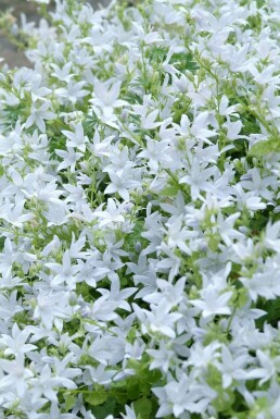 Dalmatiner Polster-Glockenblume Campanula poscharskyana 'E.H. Frost' 5-10 Topf 9x9 cm (P9) Campanula poscharskyana 'E.H. Frost'