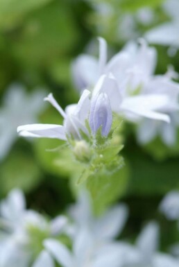 Dalmatiner Polster-Glockenblume Campanula poscharskyana 'E.H. Frost' 5-10 Topf 9x9 cm (P9) Campanula poscharskyana 'E.H. Frost'
