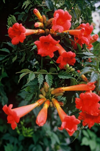 Campsis × tagliabueana 'Madame Galen' C2 60-80