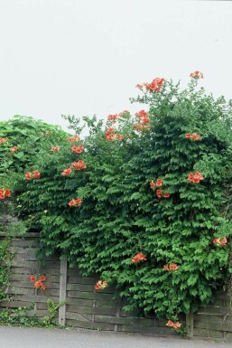 Campsis × tagliabueana 'Madame Galen' C2 60-80