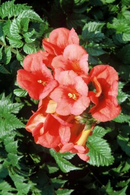 Campsis × tagliabueana 'Madame Galen' C2 60-80