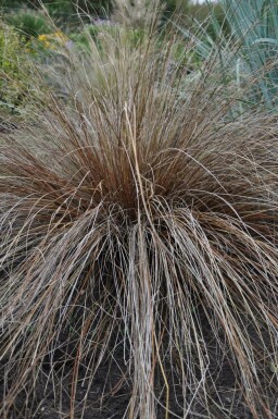 Fuchsrote Segge Carex buchananii 5-10 Topf 9x9 cm (P9) Carex buchananii