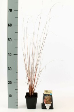 Fuchsrote Segge Carex buchananii 5-10 Topf 9x9 cm (P9) Carex buchananii