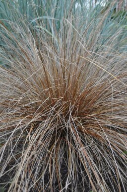 Fuchsrote Segge Carex buchananii 5-10 Topf 9x9 cm (P9) Carex buchananii